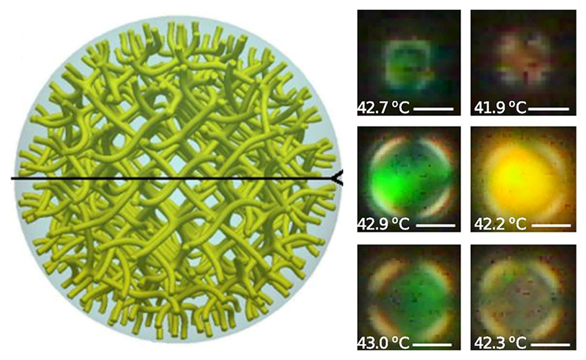 Confined in droplets, exotic phases of liquid crystals have been simulated (left) and experimentally observed (right).