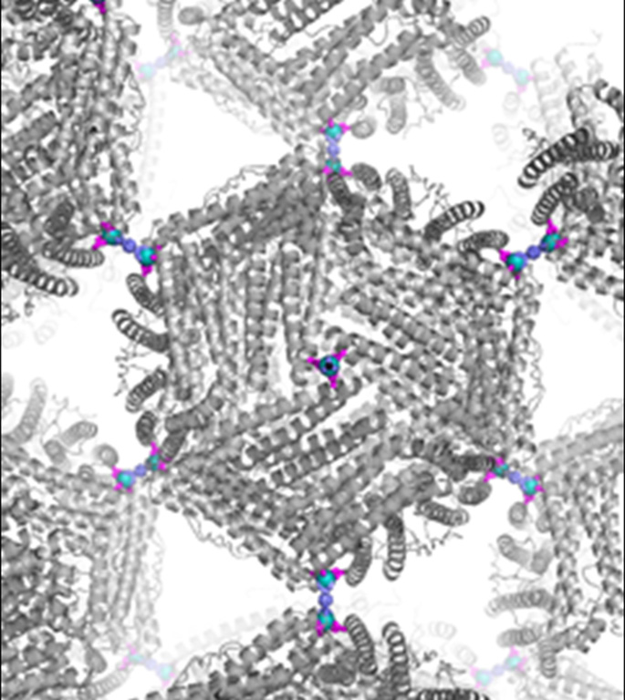 A cage-like protein (gray) called ferritin was engineered to have metal hubs (blue) on its surface.