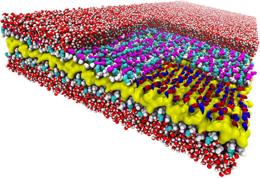 Snakes on a plane: This atomic-resolution simulation of a peptoid nanosheet reveals a snake-like structure never seen before. The nanosheet���s layers include a water-repelling core (yellow), peptoid backbones (white), and charged sidechains (magenta and cyan). The right corner of the nanosheet’s top layer has been “removed” to show how the backbone’s alternating rotational states give the backbones a snake-like appearance (red and blue ribbons). Surrounding water molecules are red and white.