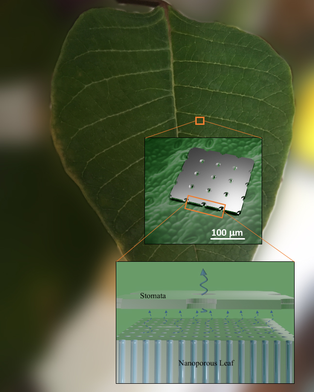 A plant leave with a cutout enlargement of a microscopic view of the portion of the leaf.