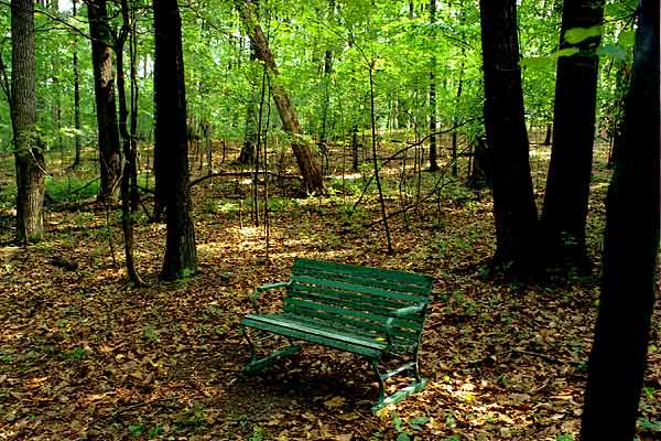 A bench in the woods