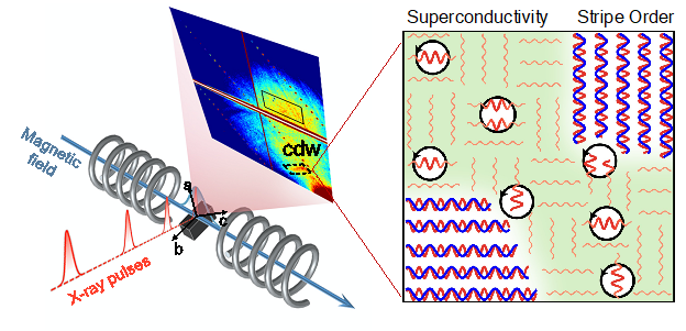 Researchers combined high magnetic fields with X-ray scattering to reveal the connection between superconducting vortices (black circles), charge density waves (red wiggles), and spin density waves (blue wiggles) in a cuprate superconductor.