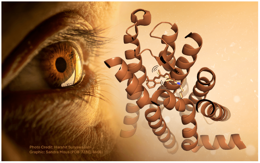 Illustration of an eye with the chemical structure for rhodopsin molecules in front of it