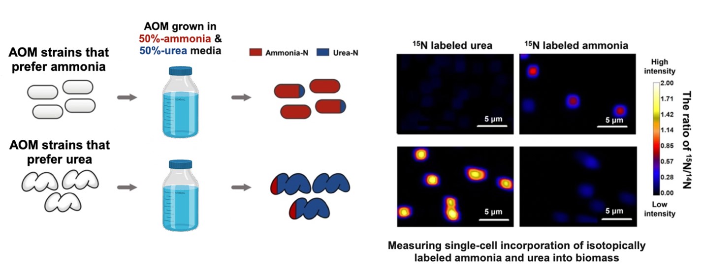 Researchers determined the nitrogen source preference of different ammonia-oxidizing microorganisms by growing cells in an ammonia-urea mixture with nitrogen-15 labeled urea or ammonia and imaging labeled cells with NanoSIMS.